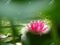 齐凤池：妓女马莲花的故事