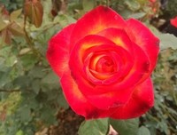 那些年，那些花儿
