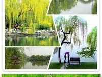 《 温柔 》好段摘抄