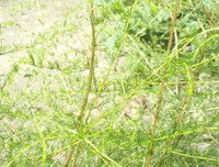 青蒿的艰难岁月