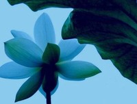 禅悟：人生最美是释然