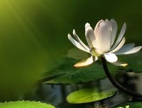 最新的《莲花》经典语句