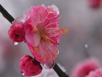 关于梅雪的座右铭