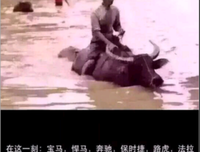 黑狗的名句_关于黑狗的名句