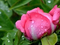 最新的明前雨后经典名句