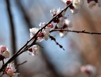 关于柳春花的语句