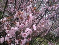 最全的《樱花落海洋2》经典语句