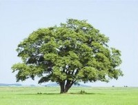 前面还有棵树