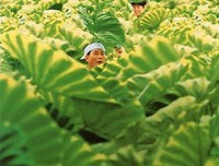 《风之谷》好看吗？经典影评10篇