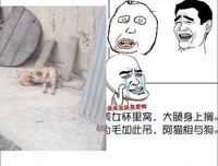 阿狗的名言_关于阿狗的名言