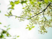 最新的《梧桐那么伤》经典语录大全
