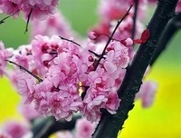 最经典的柏拉图经典句子
