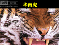 关于挺挺的语句