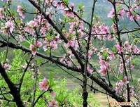 茉莉的句子