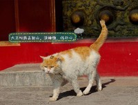 朱天心名言名句