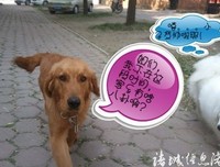 小说：一炕韭菜差点引发血案