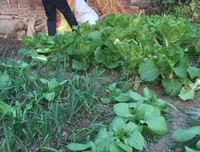 初冬给我带来了颜色