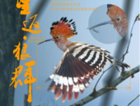 《狼群》经典影评集