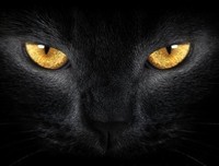 《黑猫 侦探 II：极寒之国》读后感10篇