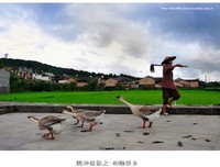 1944：腾冲之围的读后感10篇