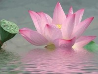回忆是一种淡淡的痛的读后感10篇