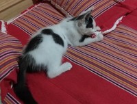猫语大辞典的读后感10篇