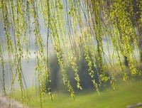 春风化雨的句子