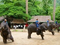 关于马沙的座右铭
