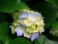《巴兰岛之祭》读后感精选10篇