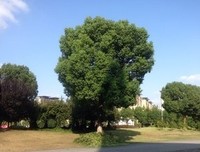 辞树暮花读后感10篇