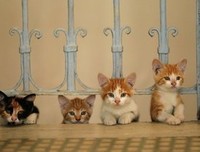 《伊斯坦布尔的猫》影评10篇