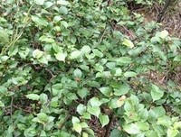荒村经典读后感10篇