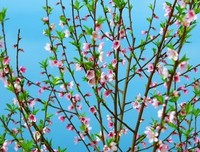 《 隐秘 盛开》的读后感10篇