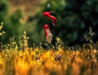 有关六道的美句摘抄