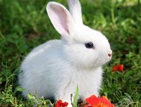 最经典的东奔西顾名句欣赏