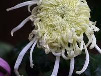 像菊花一样