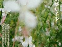 梦里犹知身是客读后感10篇