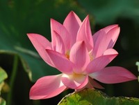 美的让人心疼的句子