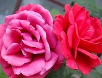 最全的《活法》语录摘抄大全