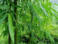 关于雨后春笋的唯美语录