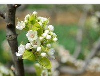 桃花红梨花白