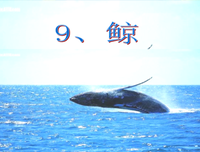 最全的鲍鲸鲸15句经典名言