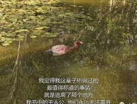 《永远的0》影评10篇