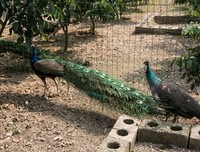 被囚禁的鸟