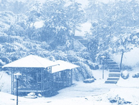 若雪的语句摘抄_关于若雪的语句