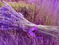 最全的《歌词》经典句子