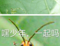 大S：高度自律是一种什么样的体验？