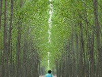 后来我学会了放下