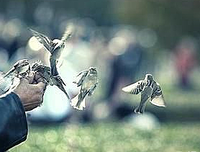 有关念君的美文美句摘抄