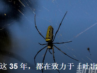 2017蜘蛛经典名句